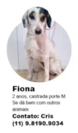 Cachorro raça SRD-ViraLata idade 2 anos nome Fiona 