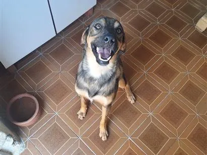 Cachorro raça SRD-ViraLata idade 1 ano nome Spike