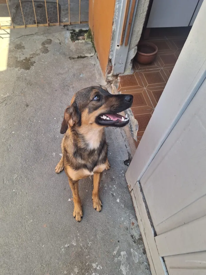 Cachorro raça SRD-ViraLata idade 1 ano nome Spike