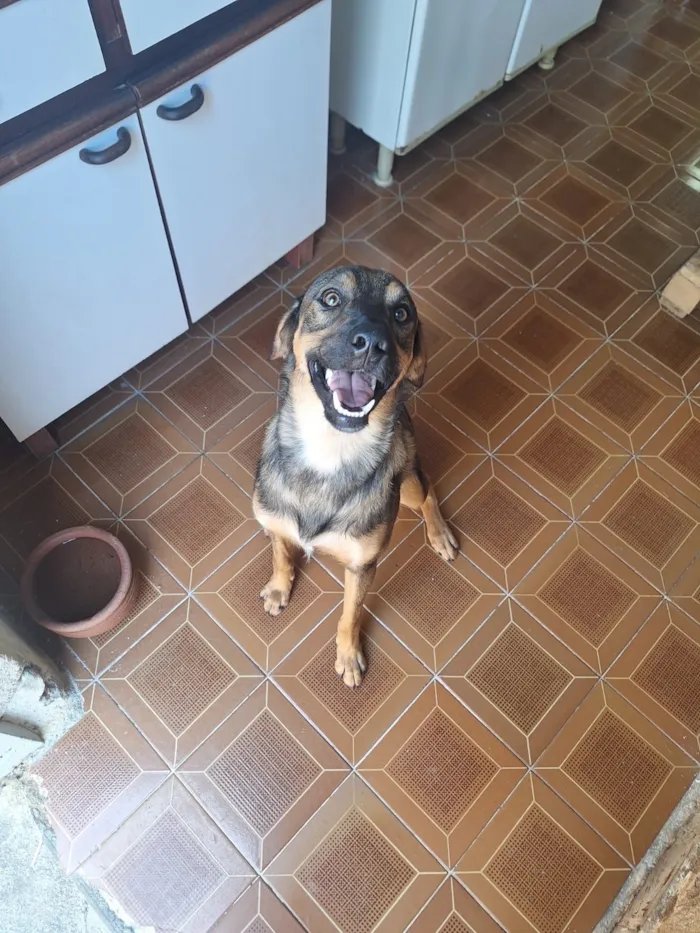 Cachorro raça SRD-ViraLata idade 1 ano nome Spike