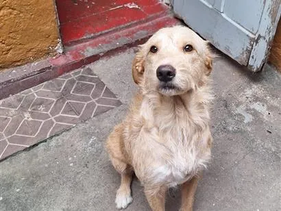 Cachorro raça SRD-ViraLata idade 1 ano nome Rone