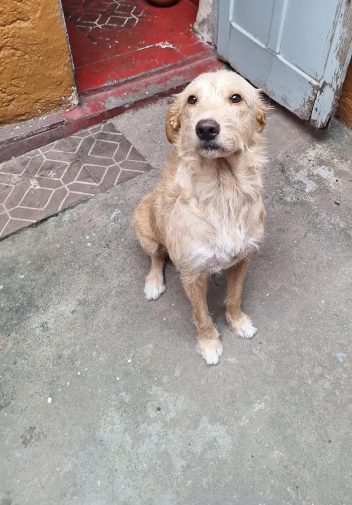 Cachorro raça SRD-ViraLata idade 1 ano nome Rone