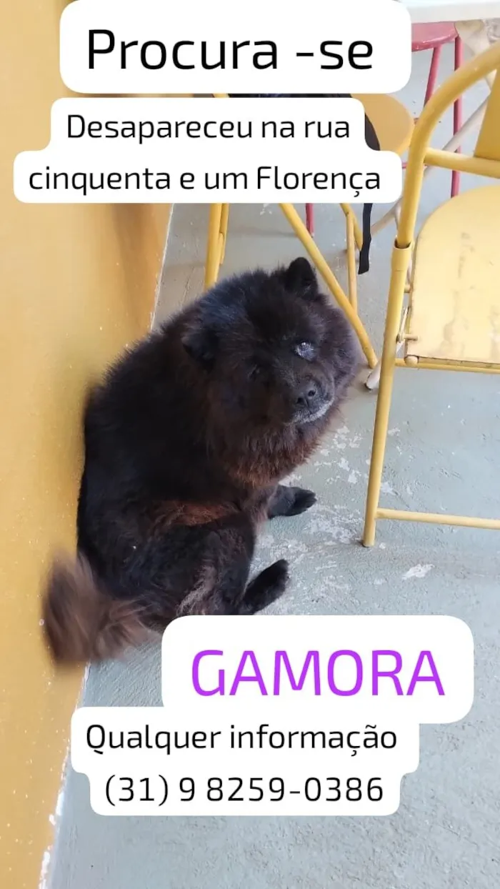 Cachorro raça Chow Chow idade 6 ou mais anos nome Sthefany 