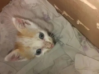 Gato raça SRD-ViraLata idade Abaixo de 2 meses nome ...