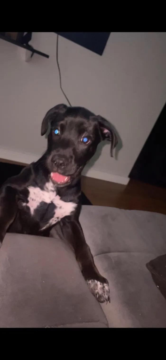 Cachorro raça SRD-ViraLata idade 2 a 6 meses nome Café