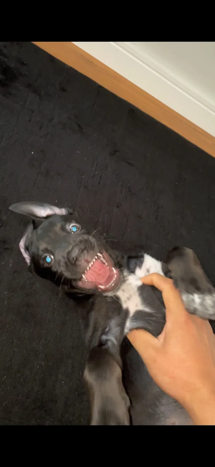 Cachorro raça SRD-ViraLata idade 2 a 6 meses nome Café