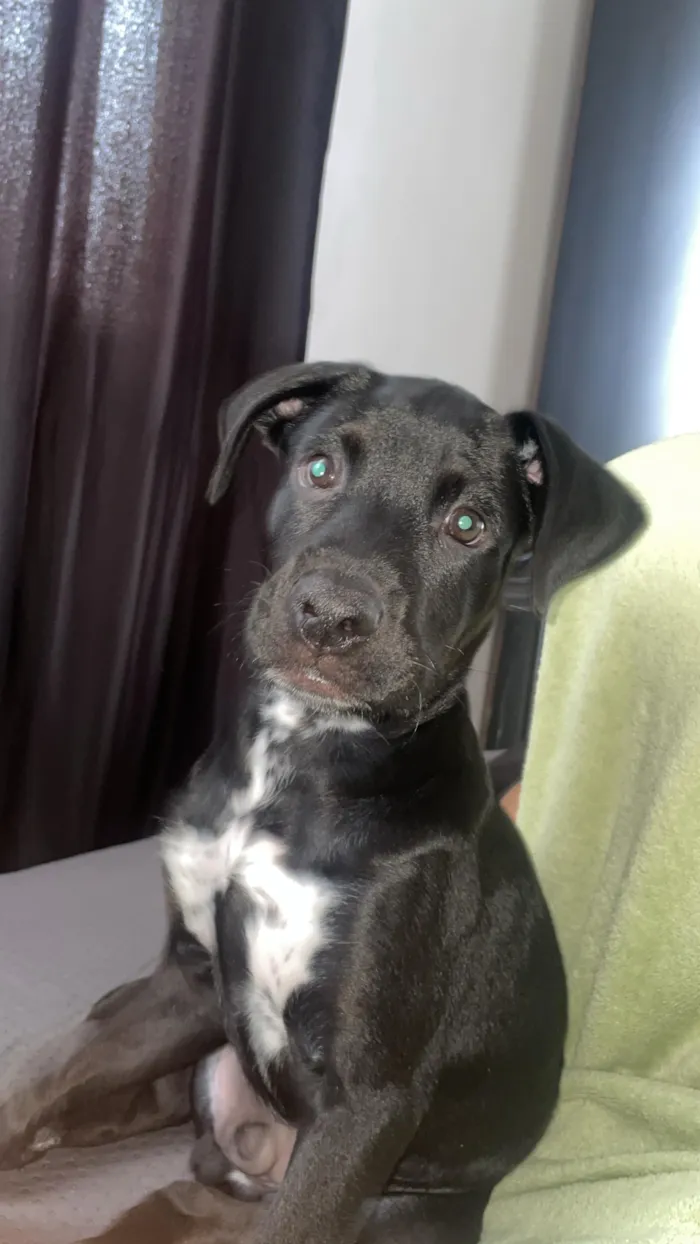 Cachorro raça SRD-ViraLata idade 2 a 6 meses nome Café