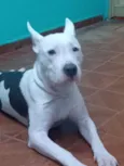 Cachorro raça Pit-Bull idade 5 anos nome Kiara