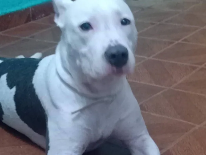 Cachorro raça Pit-Bull idade 5 anos nome Kiara