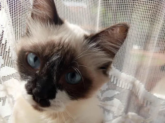 Gato raça Siamês idade 2 a 6 meses nome Siamês 