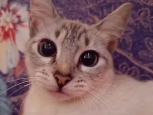 Gato raça SRD-ViraLata idade 2 a 6 meses nome Scalart 