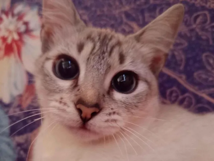 Gato raça SRD-ViraLata idade 2 a 6 meses nome Scalart 