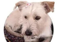 Cachorro raça SRD-ViraLata idade 1 ano nome Carla 