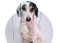 Cachorro raça SRD-ViraLata idade 2 anos nome Fiona 