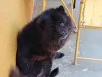 Cachorro raça Chow Chow idade 6 ou mais anos nome Sthefany 