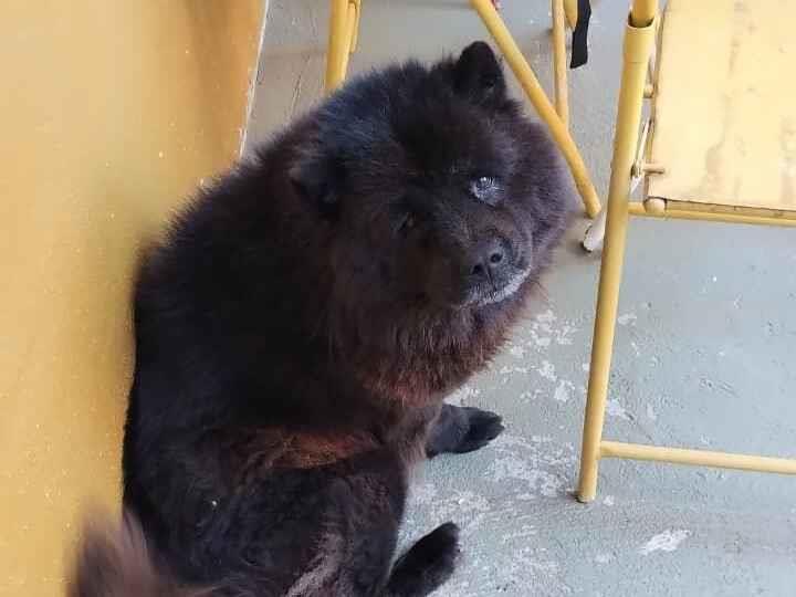 Cachorro raça Chow Chow idade 6 ou mais anos nome Sthefany 