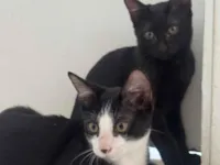 Gato raça SRD-ViraLata idade Abaixo de 2 meses nome Não demos nomes aos gatinhos 