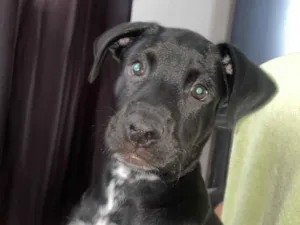 Cachorro raça SRD-ViraLata idade 2 a 6 meses nome Café