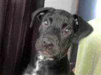 Cachorro raça SRD-ViraLata idade 2 a 6 meses nome Café