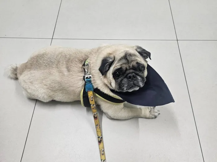 Cachorro raça PUG idade 6 ou mais anos nome Bilbo