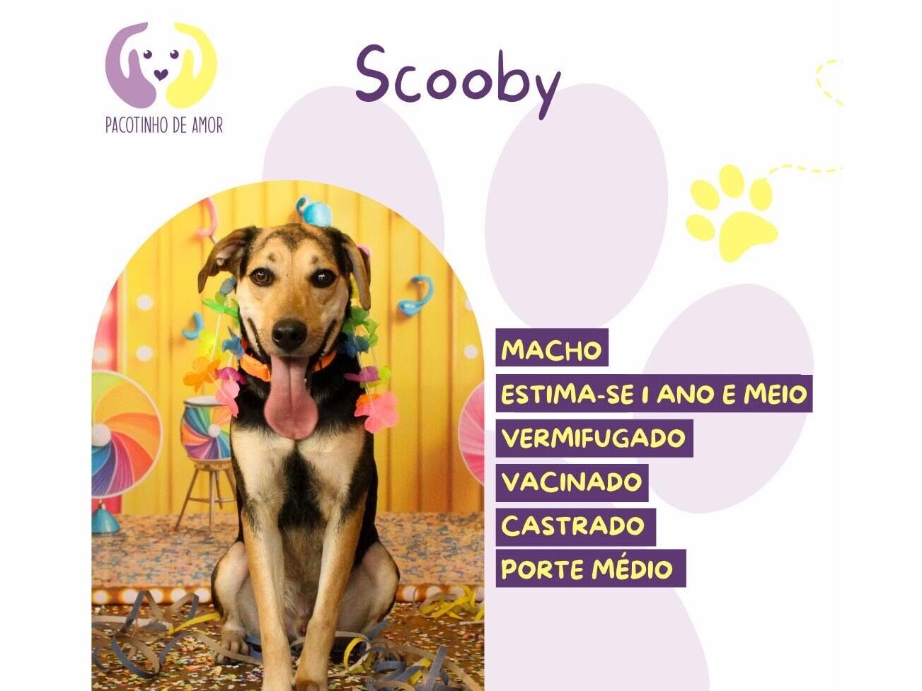 Cachorro raça SRD-ViraLata idade 1 ano nome Scooby 