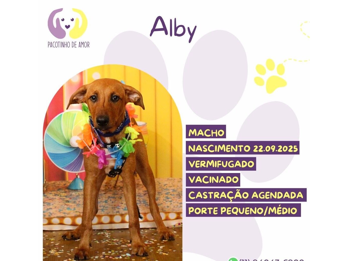 Cachorro raça SRD-ViraLata idade 2 a 6 meses nome Alby 