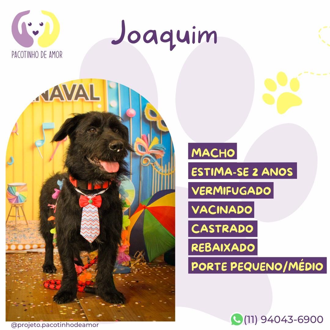 Cachorro raça SRD-ViraLata idade 2 anos nome Joaquim