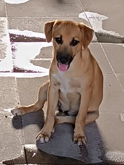 Cachorro raça SRD-ViraLata idade 2 a 6 meses nome General 