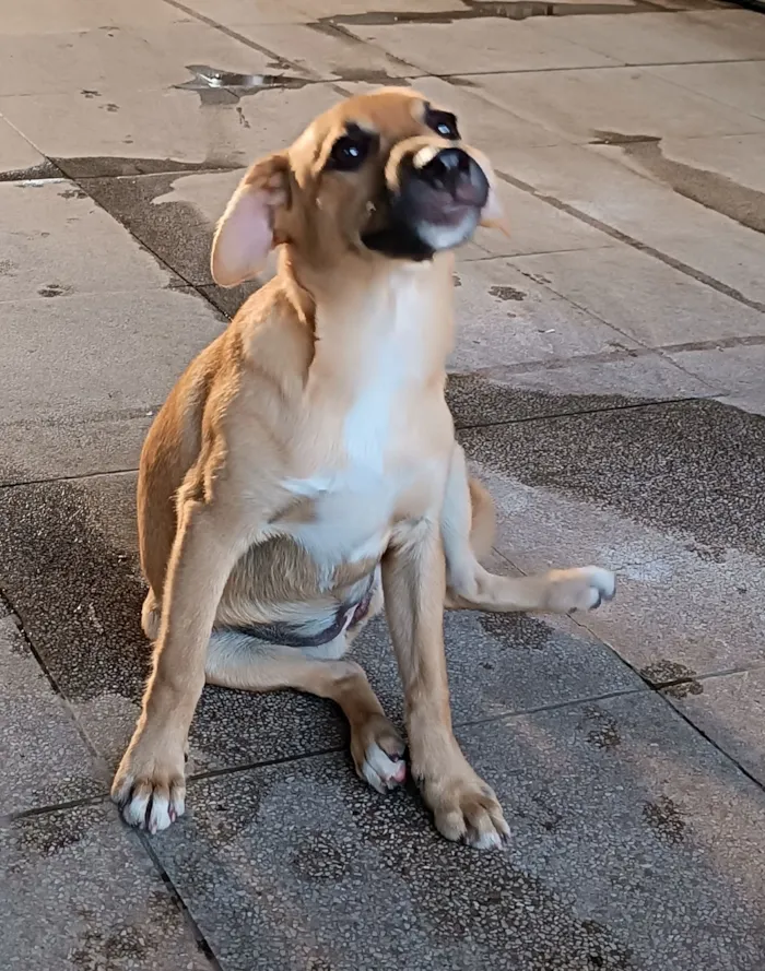 Cachorro raça SRD-ViraLata idade 2 a 6 meses nome General 