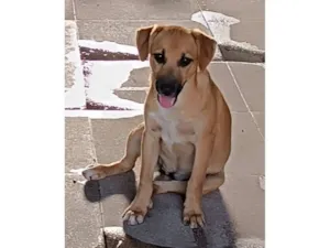 Cachorro raça SRD-ViraLata idade 2 a 6 meses nome General 