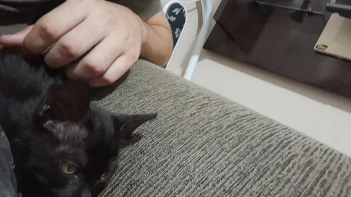 Gatinha dócil para doação 