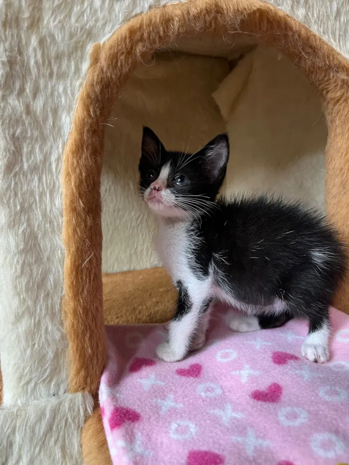 Gato raça SRD-ViraLata idade Abaixo de 2 meses nome Tatá & Lia