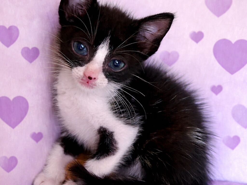 Gato raça SRD-ViraLata idade Abaixo de 2 meses nome Tatá & Lia