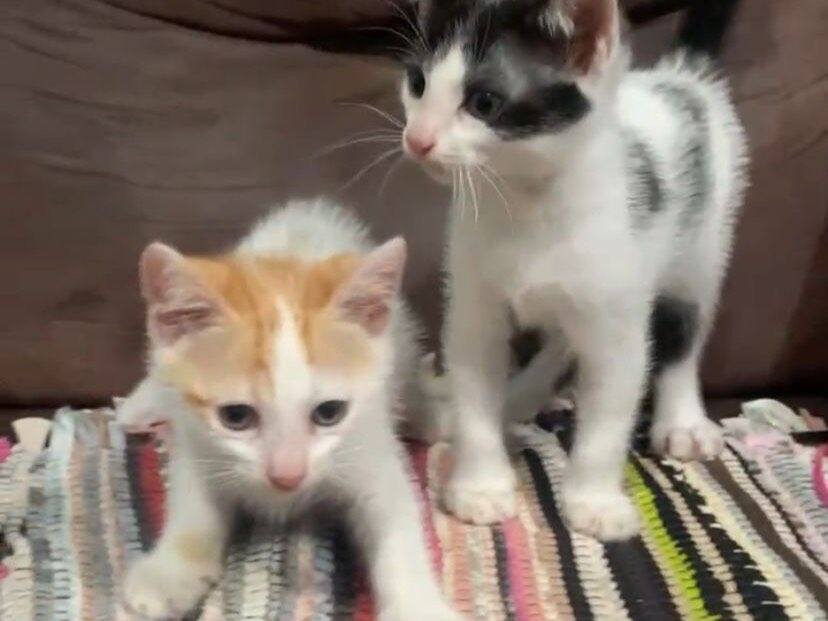 Gato raça SRD-ViraLata idade Abaixo de 2 meses nome Léo e Nno