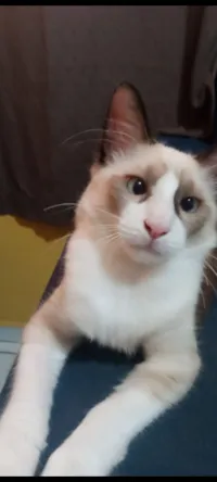 Gato raça Siamês idade 2 a 6 meses nome Olá, eu sou o Millo!