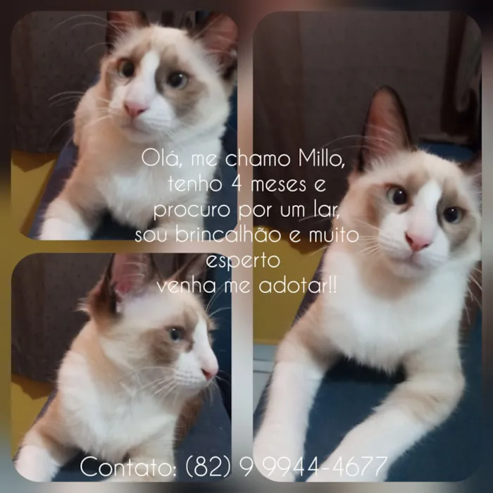 Gato raça Siamês idade 2 a 6 meses nome Olá, eu sou o Millo!