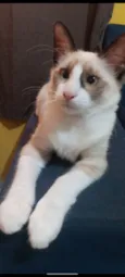 Gato raça Siamês idade 2 a 6 meses nome Olá, eu sou o Millo!