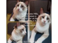 Olá, eu sou o Millo!