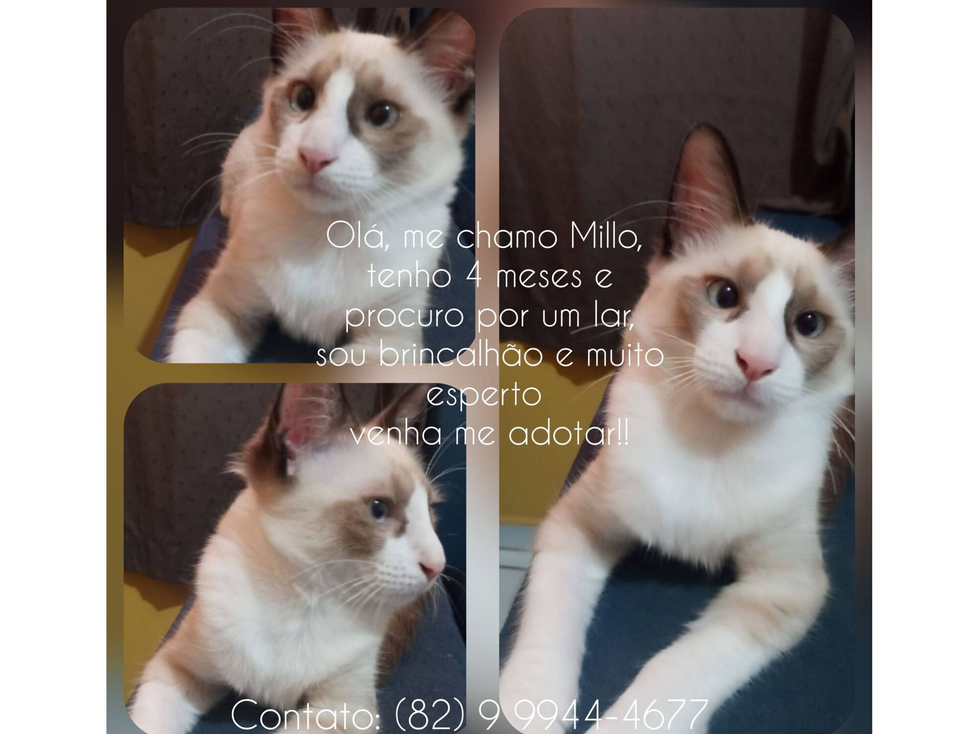 Gato raça Siamês idade 2 a 6 meses nome Olá, eu sou o Millo!
