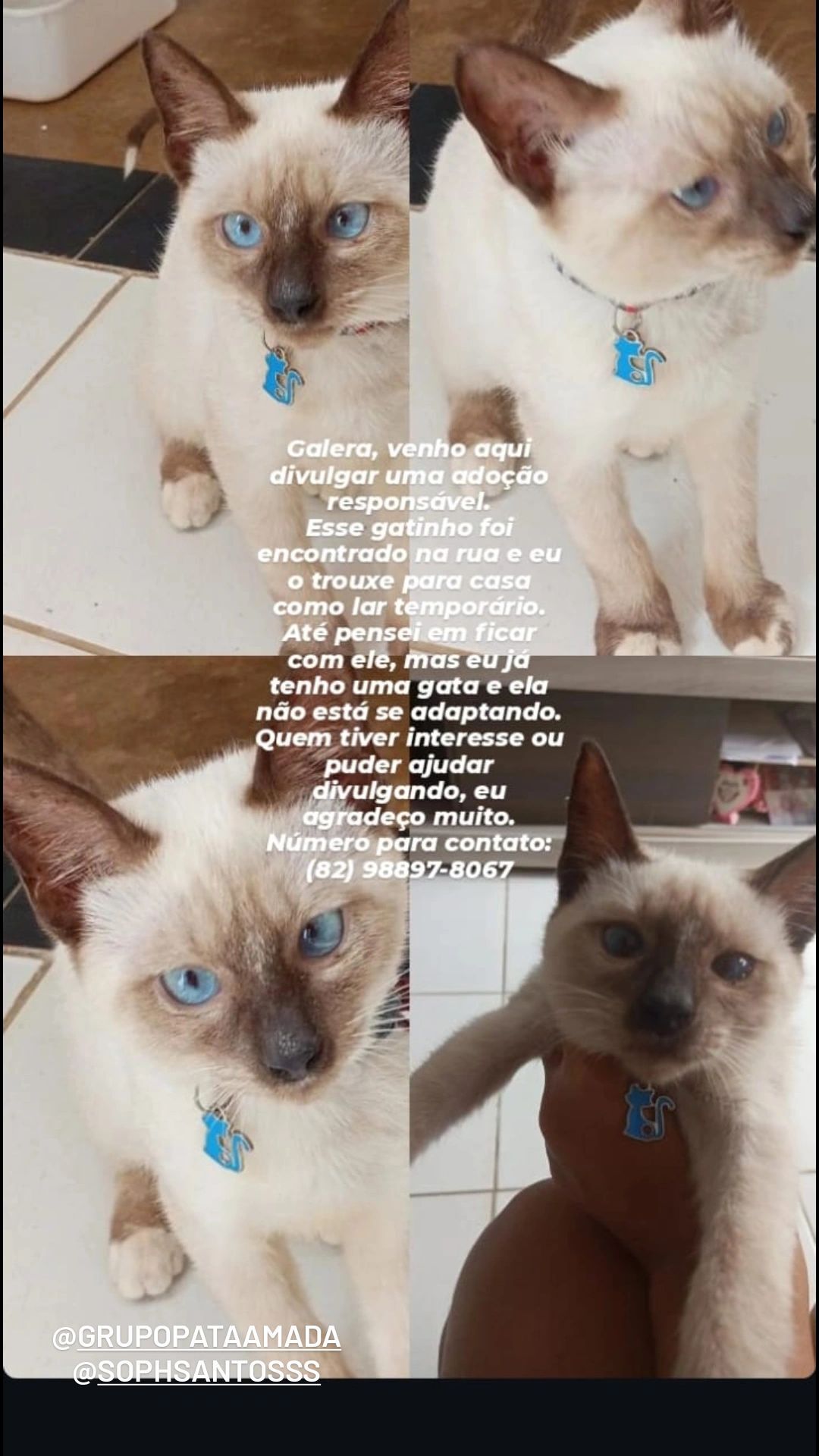 Gato raça Siamês idade 2 a 6 meses nome Olá, eu sou o Lenni!