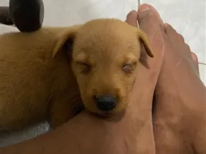 Cachorro raça SRD-ViraLata idade Abaixo de 2 meses nome Mila
