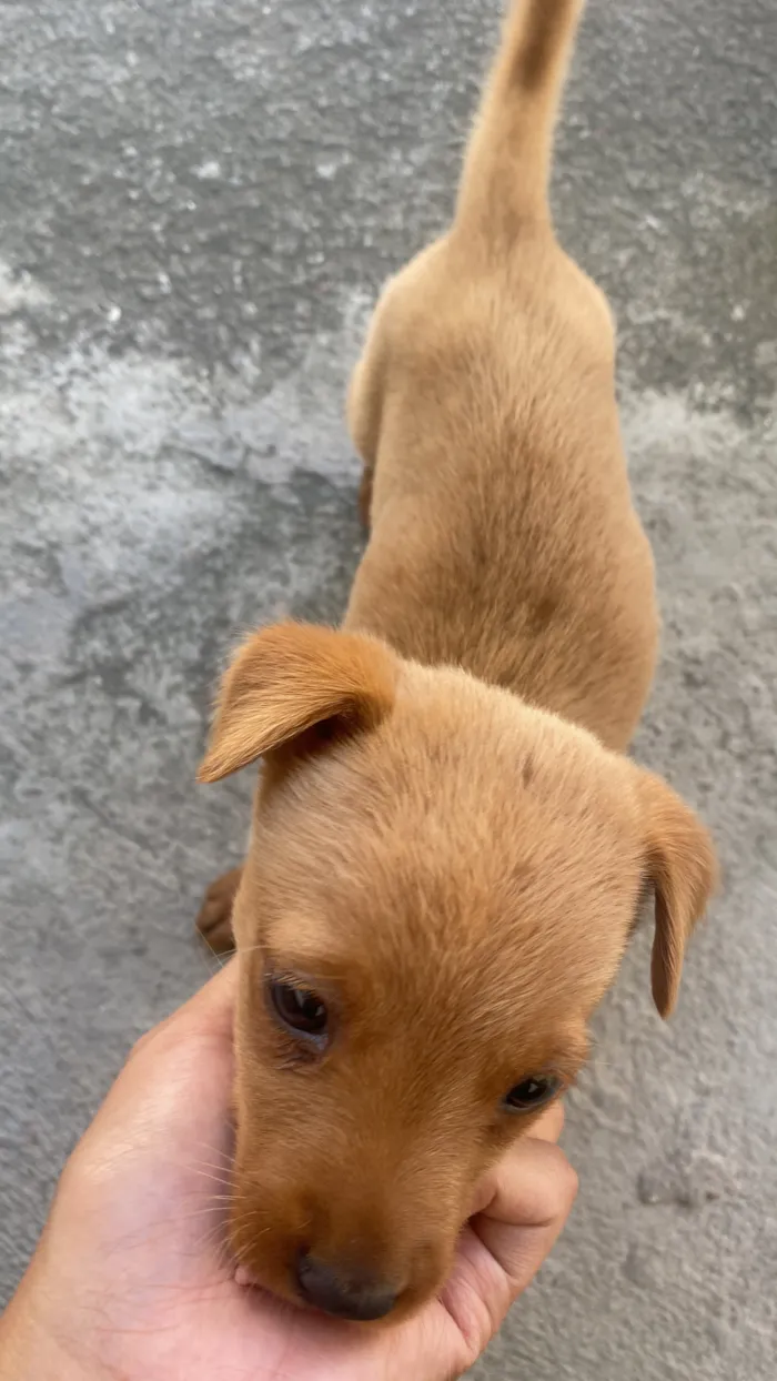 Cachorro raça SRD-ViraLata idade Abaixo de 2 meses nome Mila