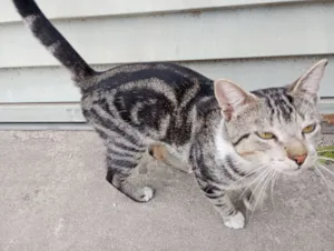 Gato raça SRD-ViraLata idade 2 a 6 meses nome Gatinho perdido