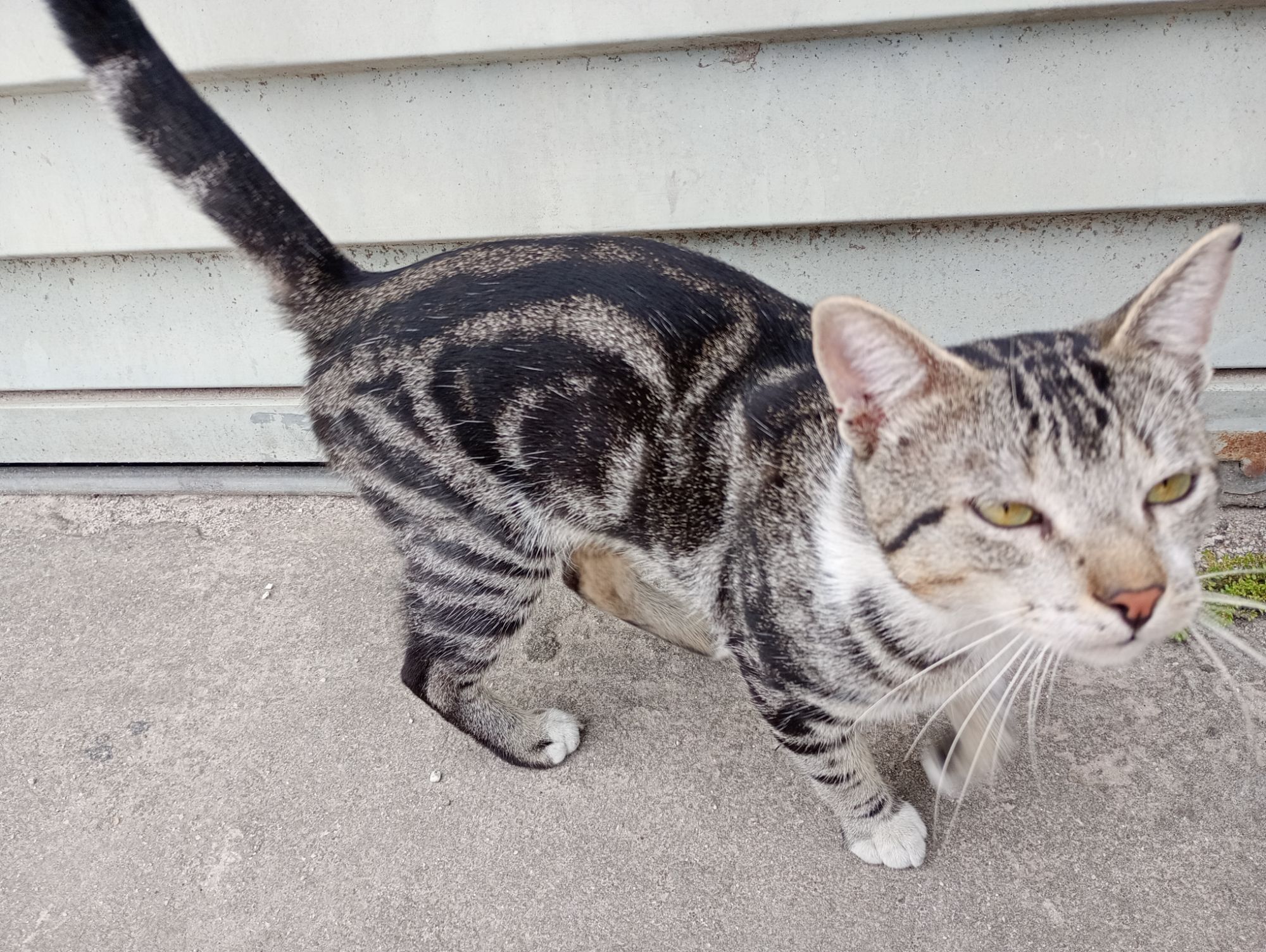 Gato raça SRD-ViraLata idade 2 a 6 meses nome Gatinho perdido