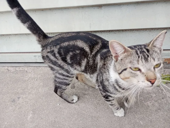 Gato raça SRD-ViraLata idade 2 a 6 meses nome Gatinho perdido
