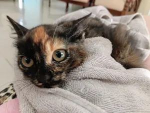 Gato raça SRD-ViraLata idade 2 a 6 meses nome SEM NOME