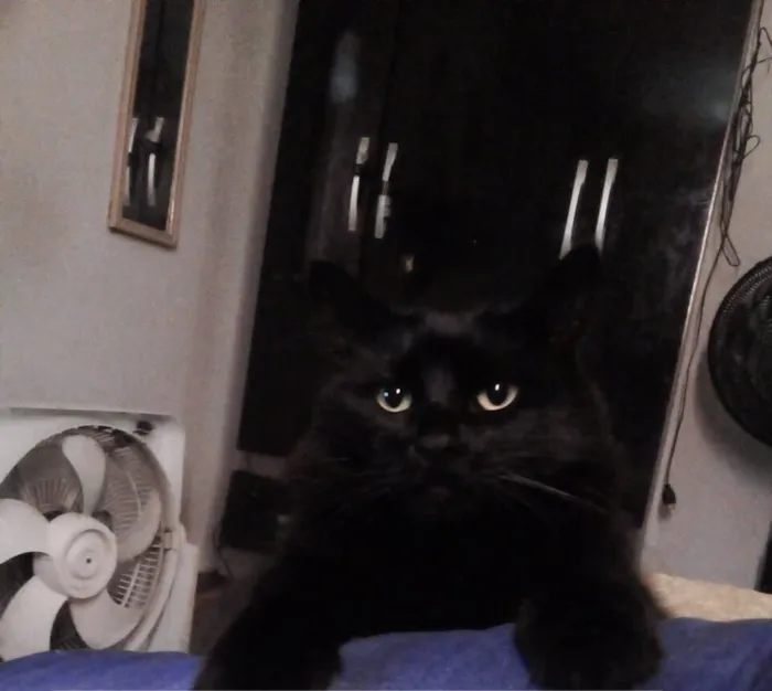 Gato raça Angorá idade 6 ou mais anos nome Cherry