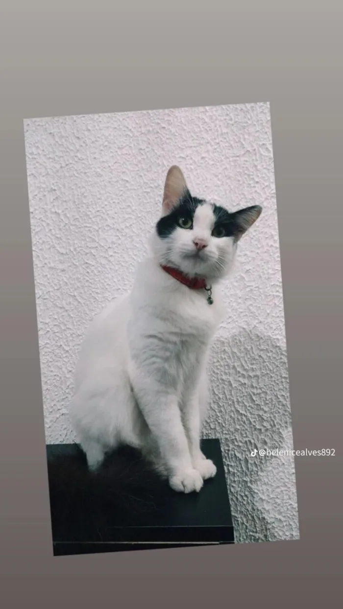 Gato raça SRD-ViraLata idade 4 anos nome Pipoca