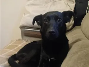 Cachorro raça SRD-ViraLata idade 3 anos nome Prerola