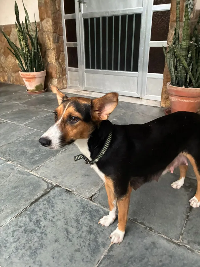 Cachorro raça SRD-ViraLata idade 2 anos nome D. Judite 